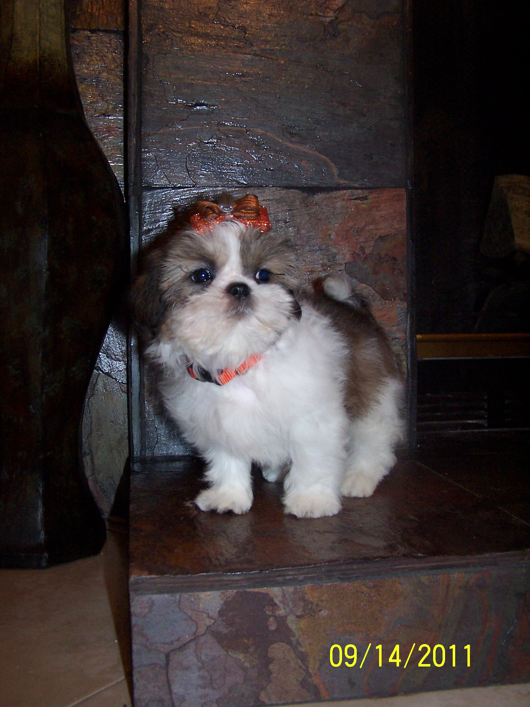 shih tzu pictures 783