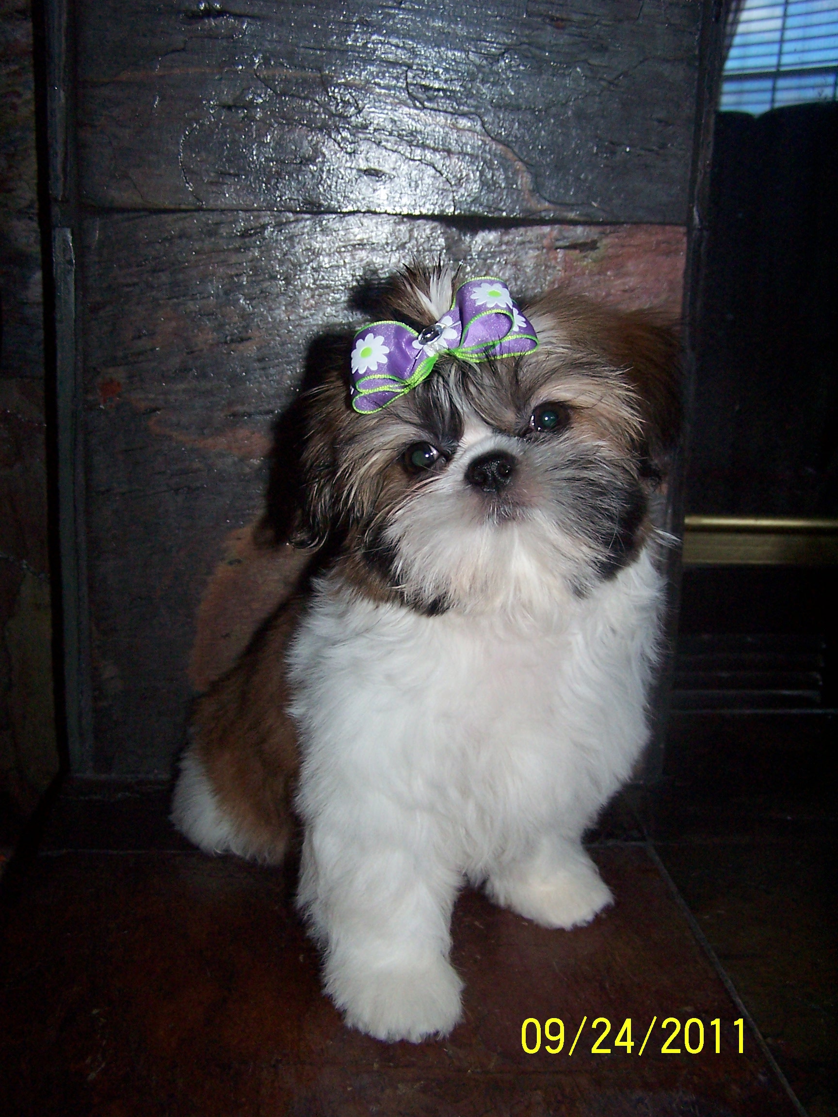 shih tzu pictures 1154