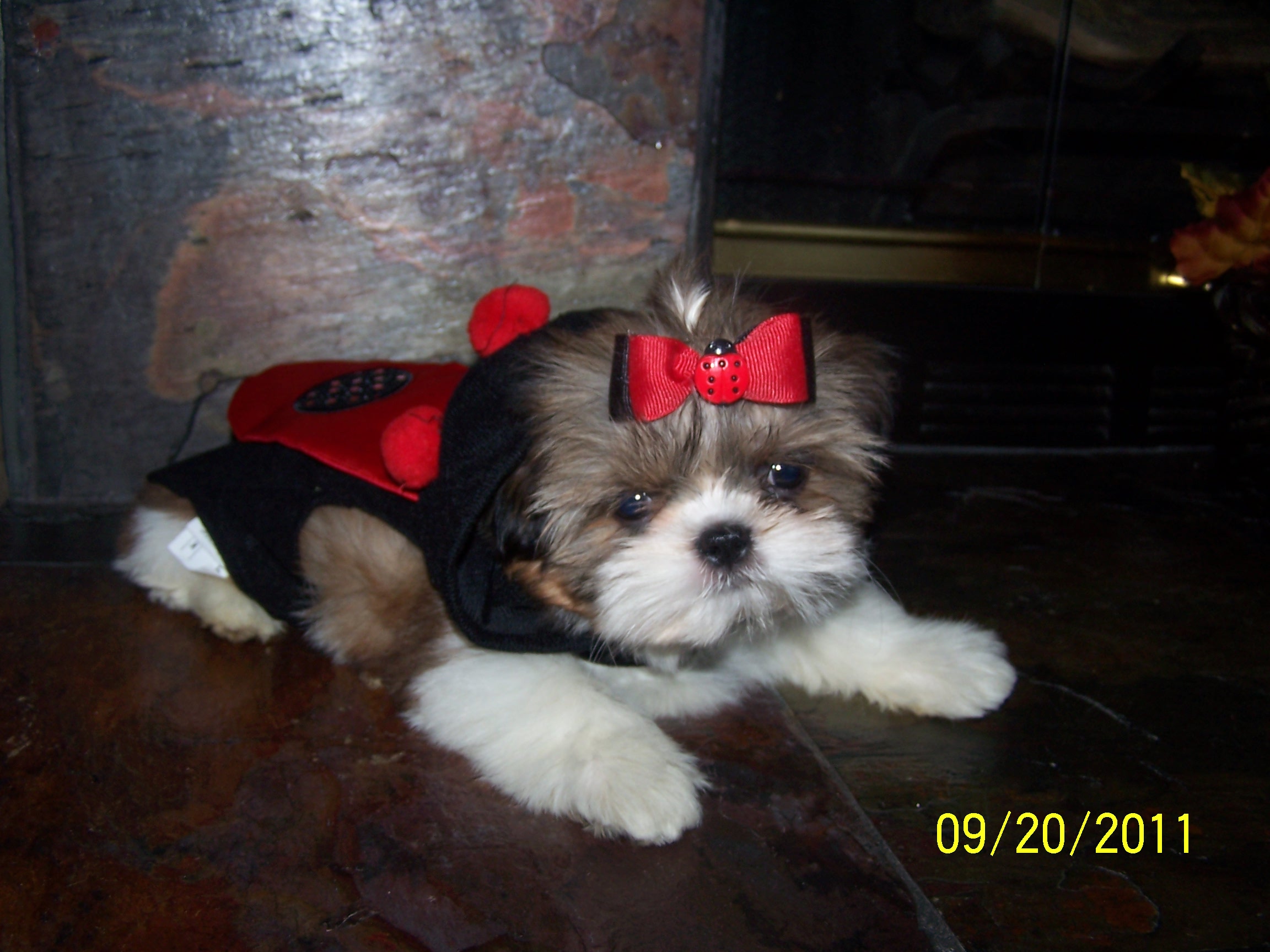 shih tzu pictures 1095