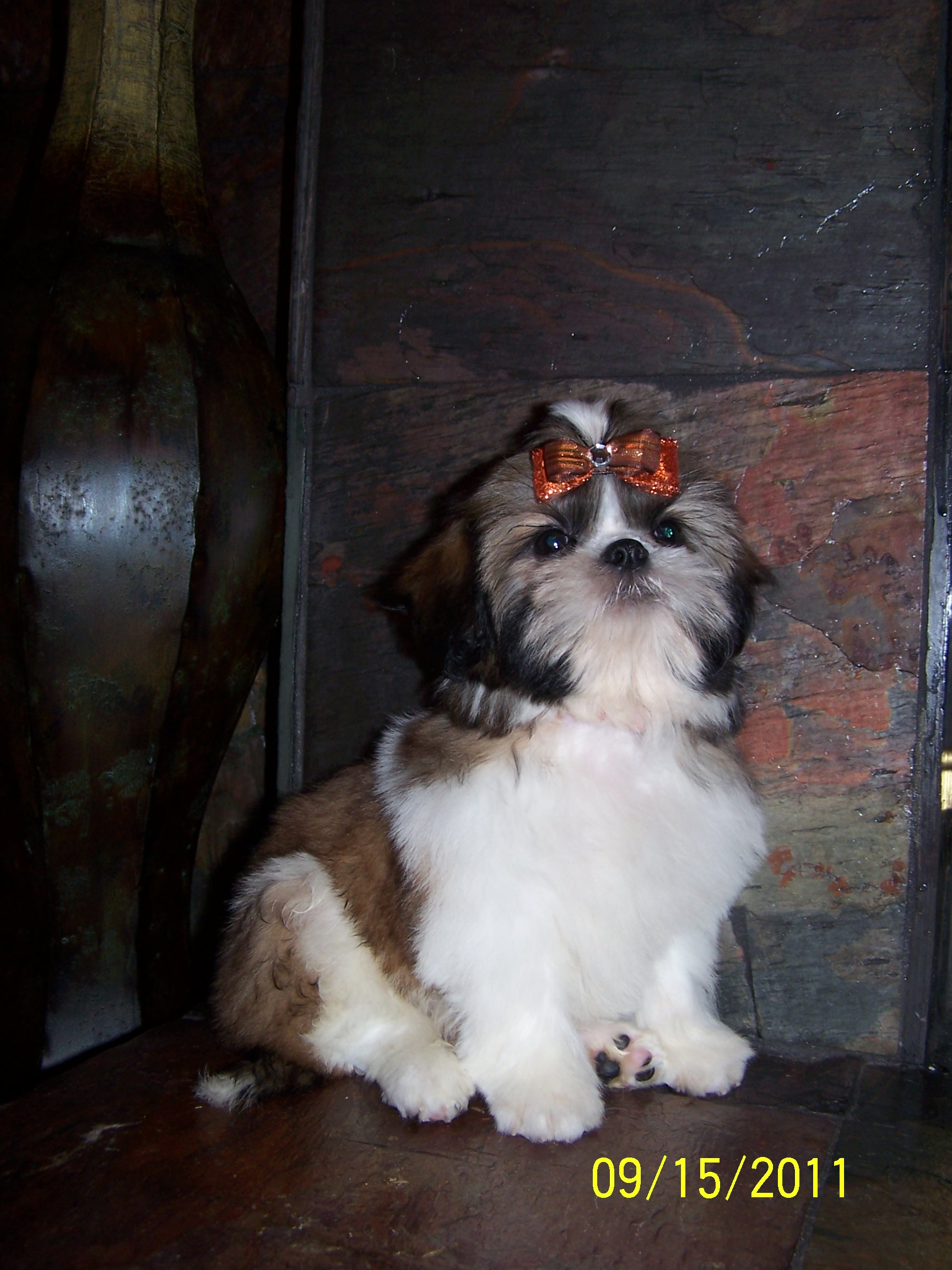 shih tzu pictures 870