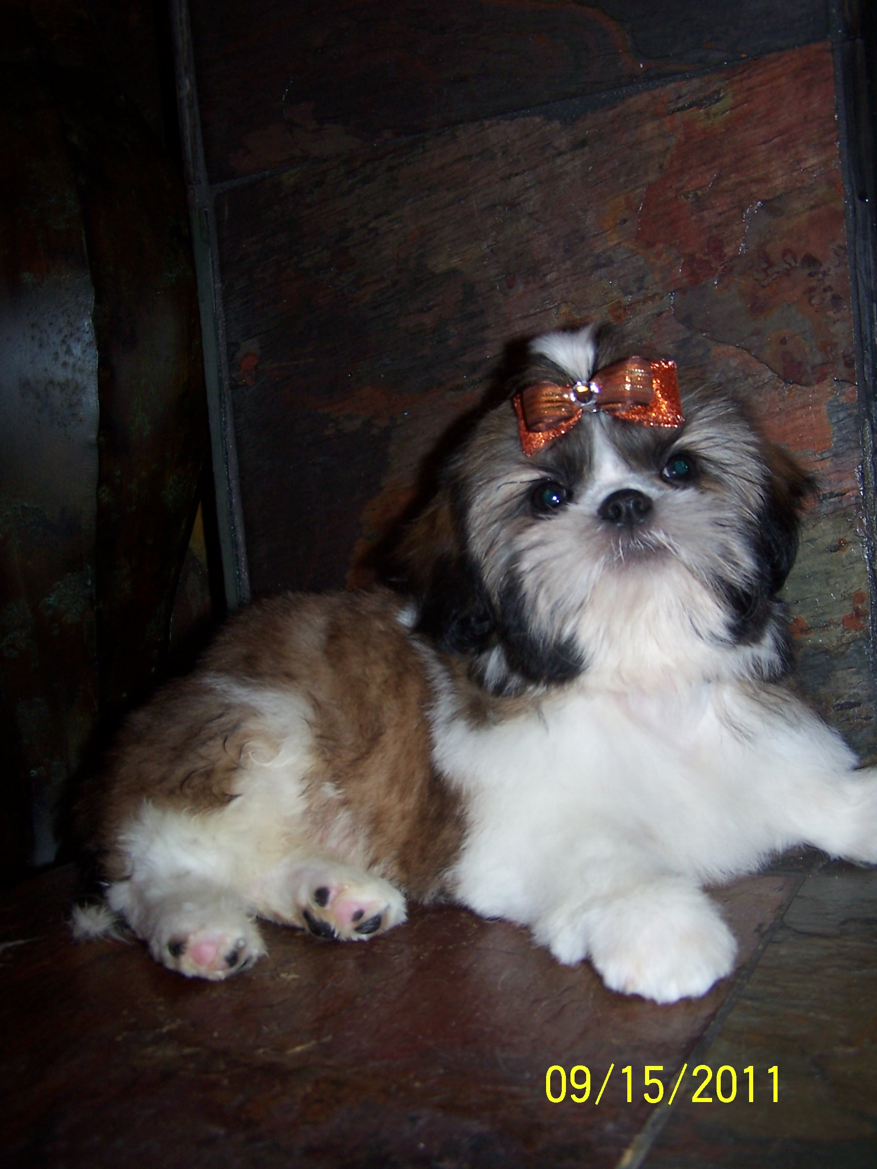 shih tzu pictures 853