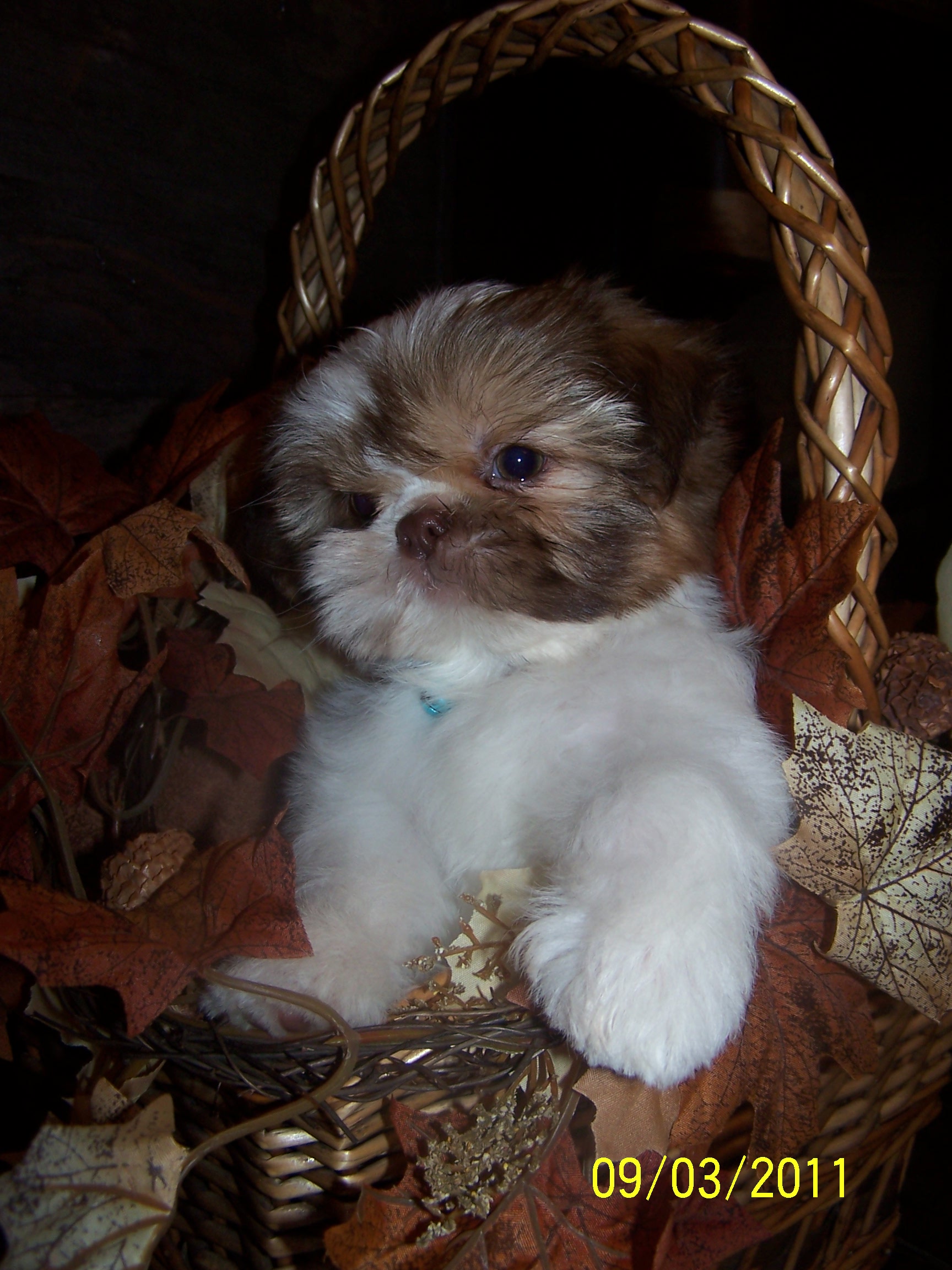 shih tzu pictures 457