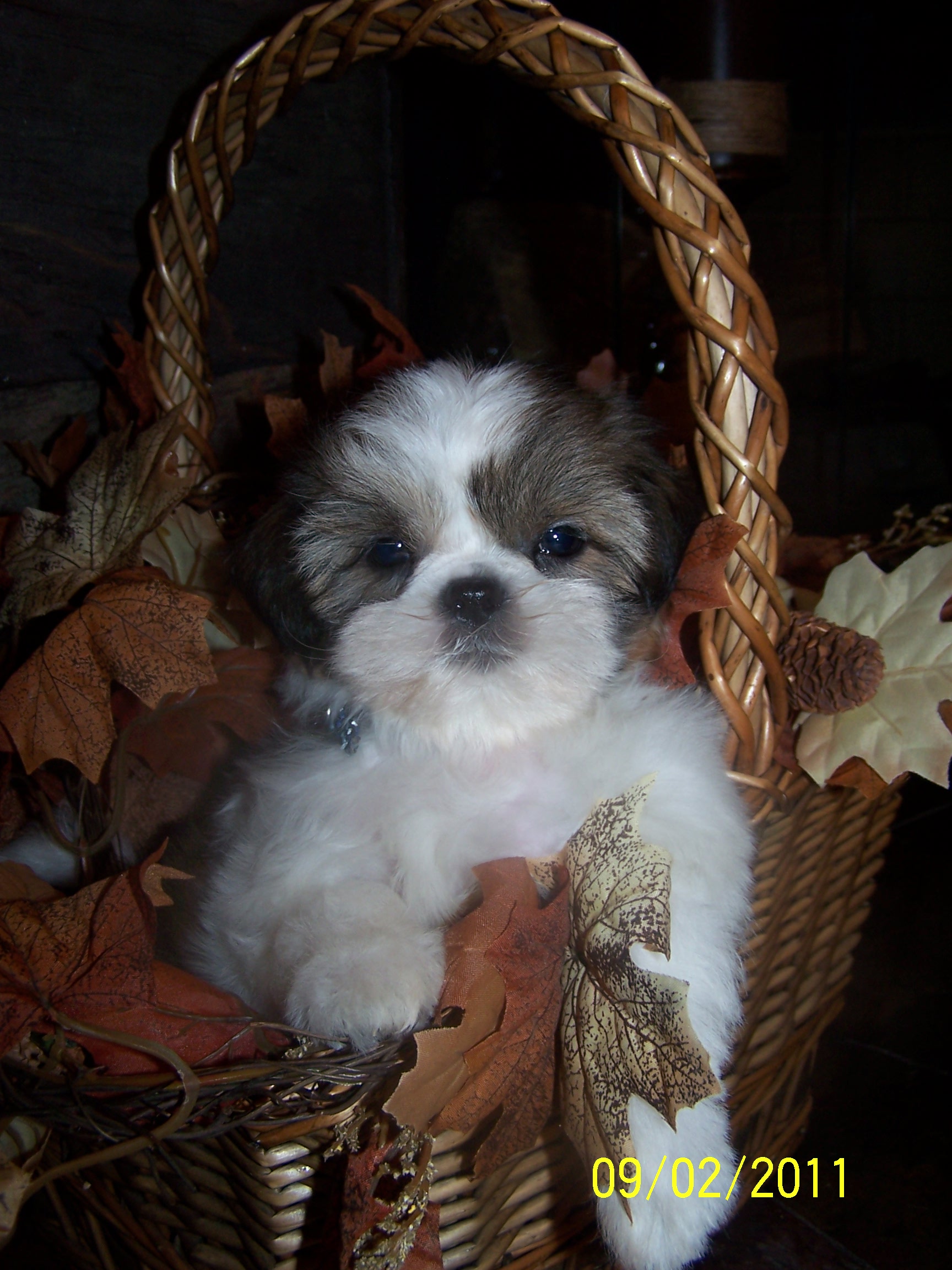 shih tzu pictures 449