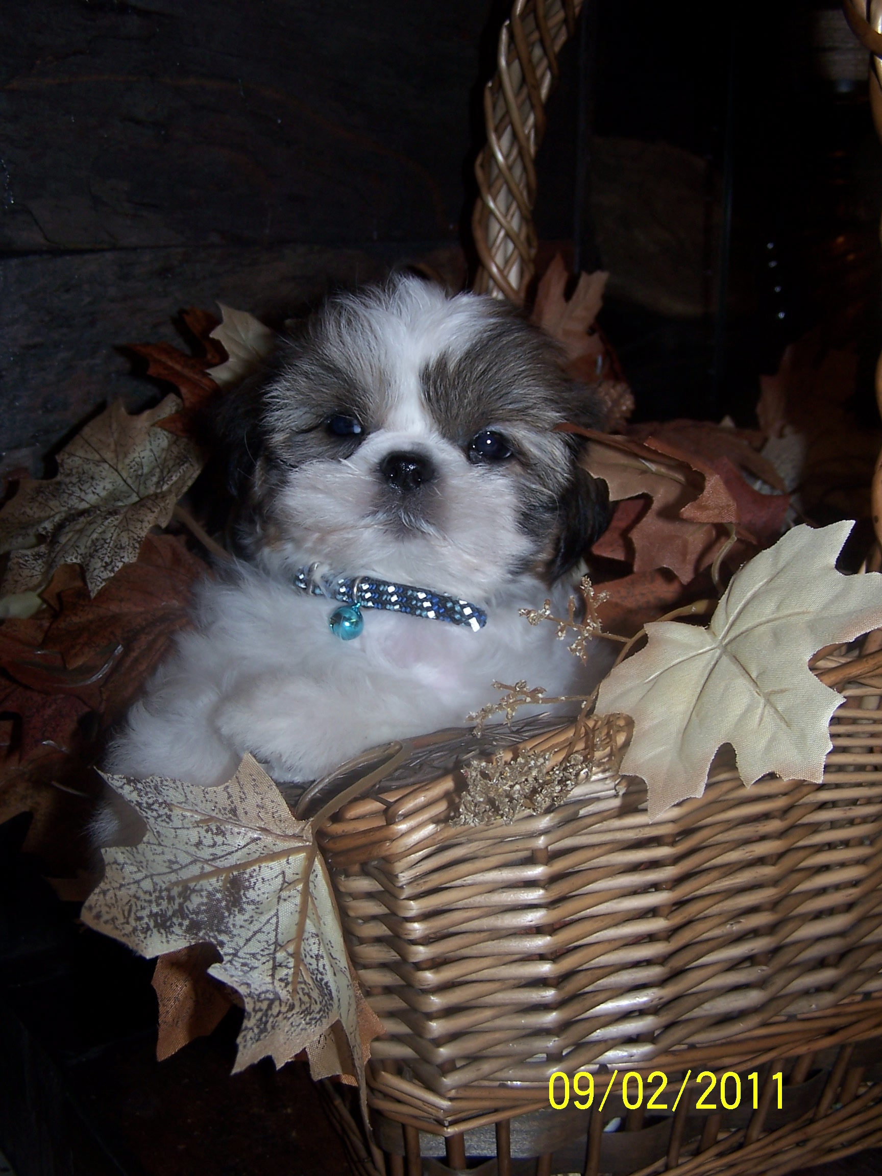 shih tzu pictures 414