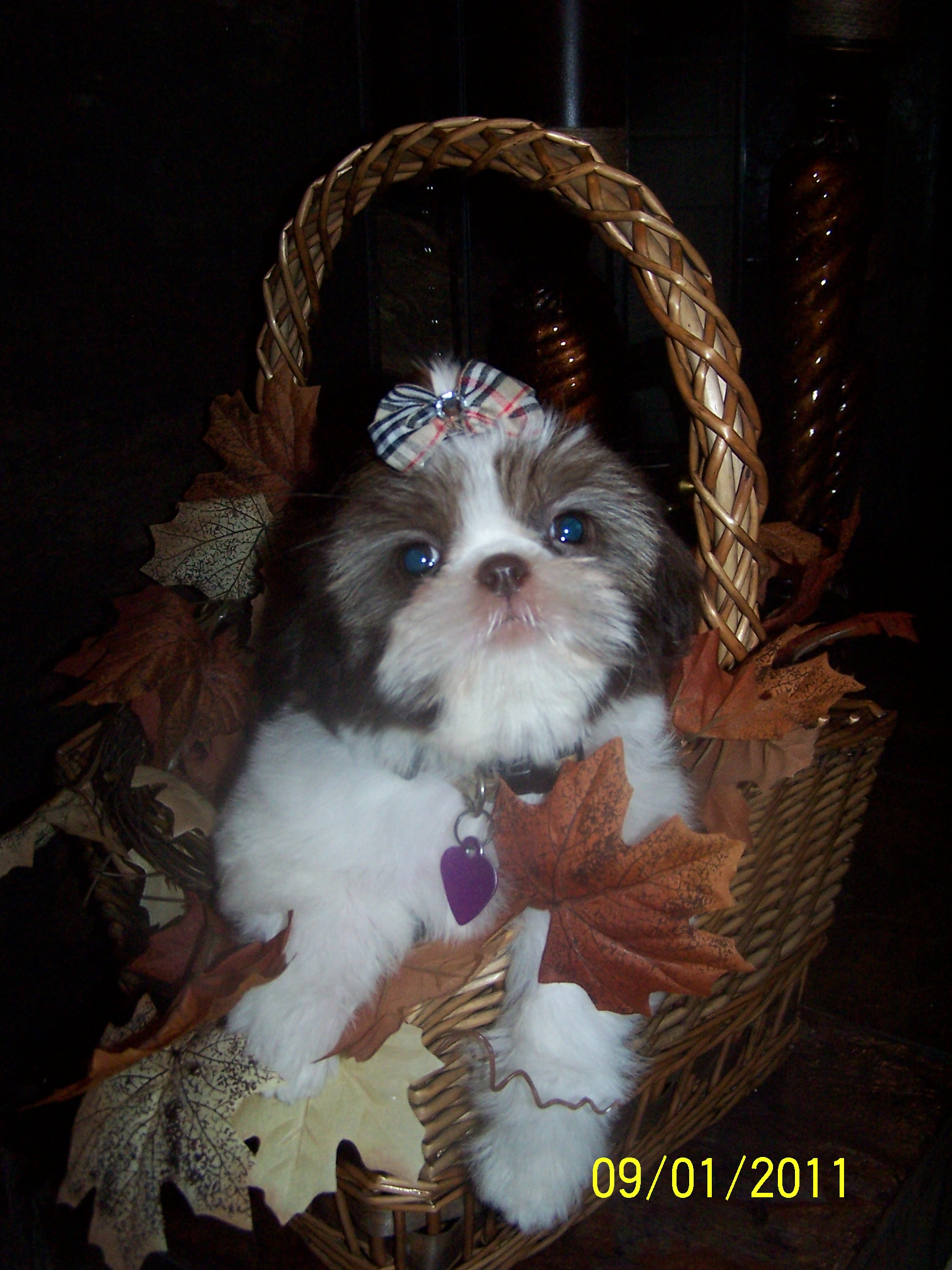 shih tzu pictures 325