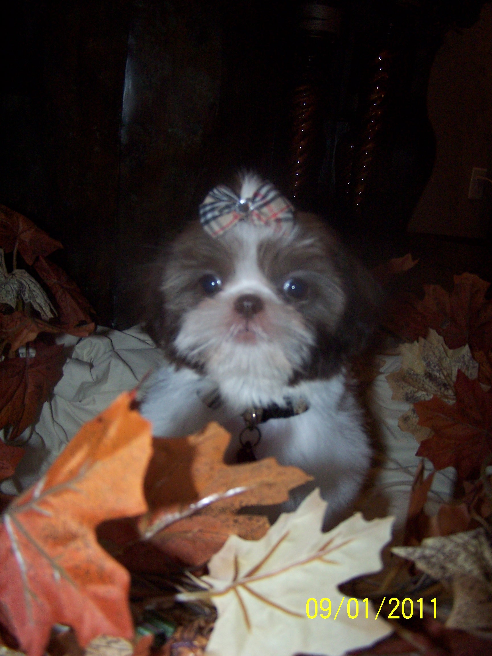 shih tzu pictures 287