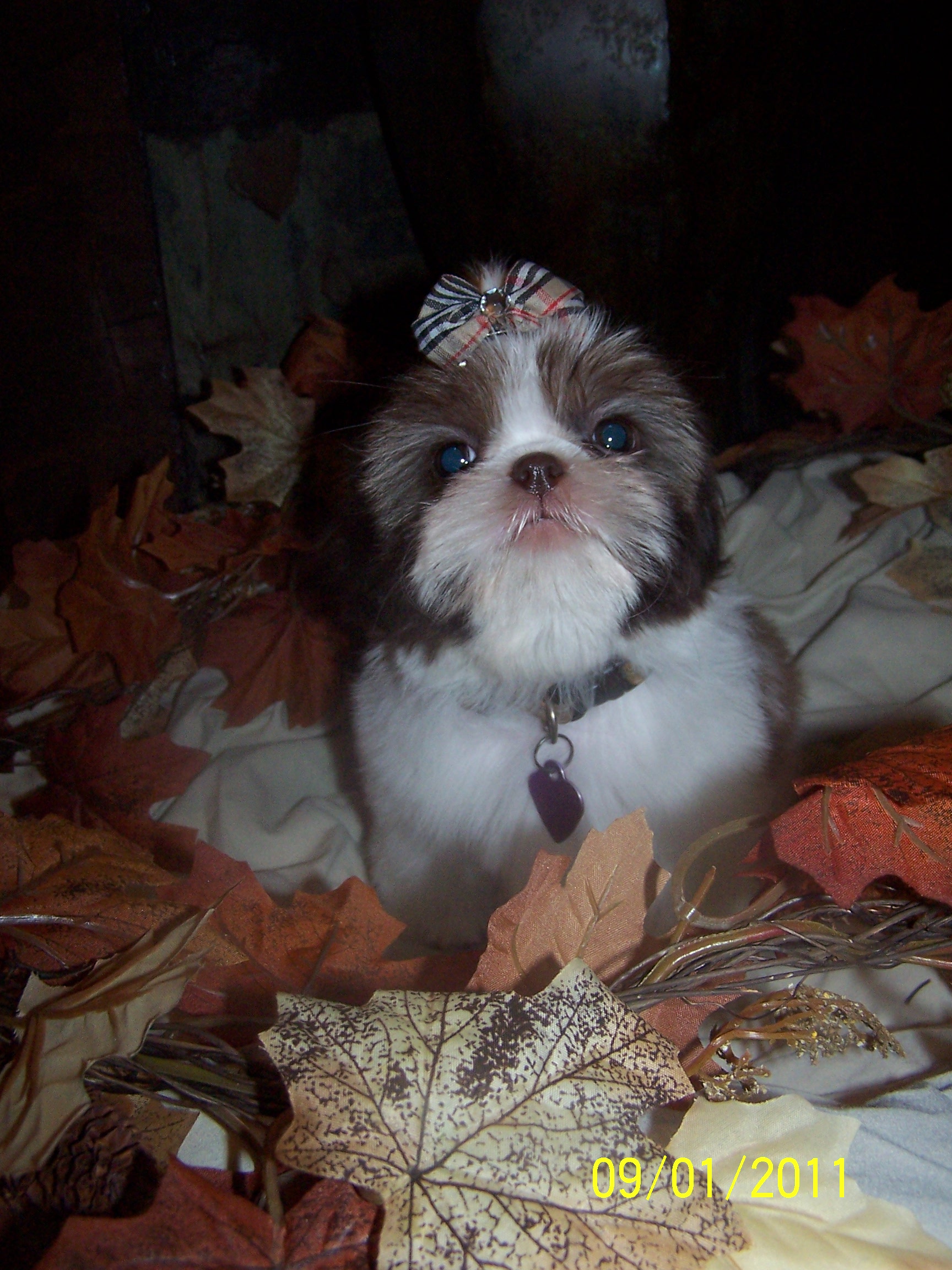shih tzu pictures 286