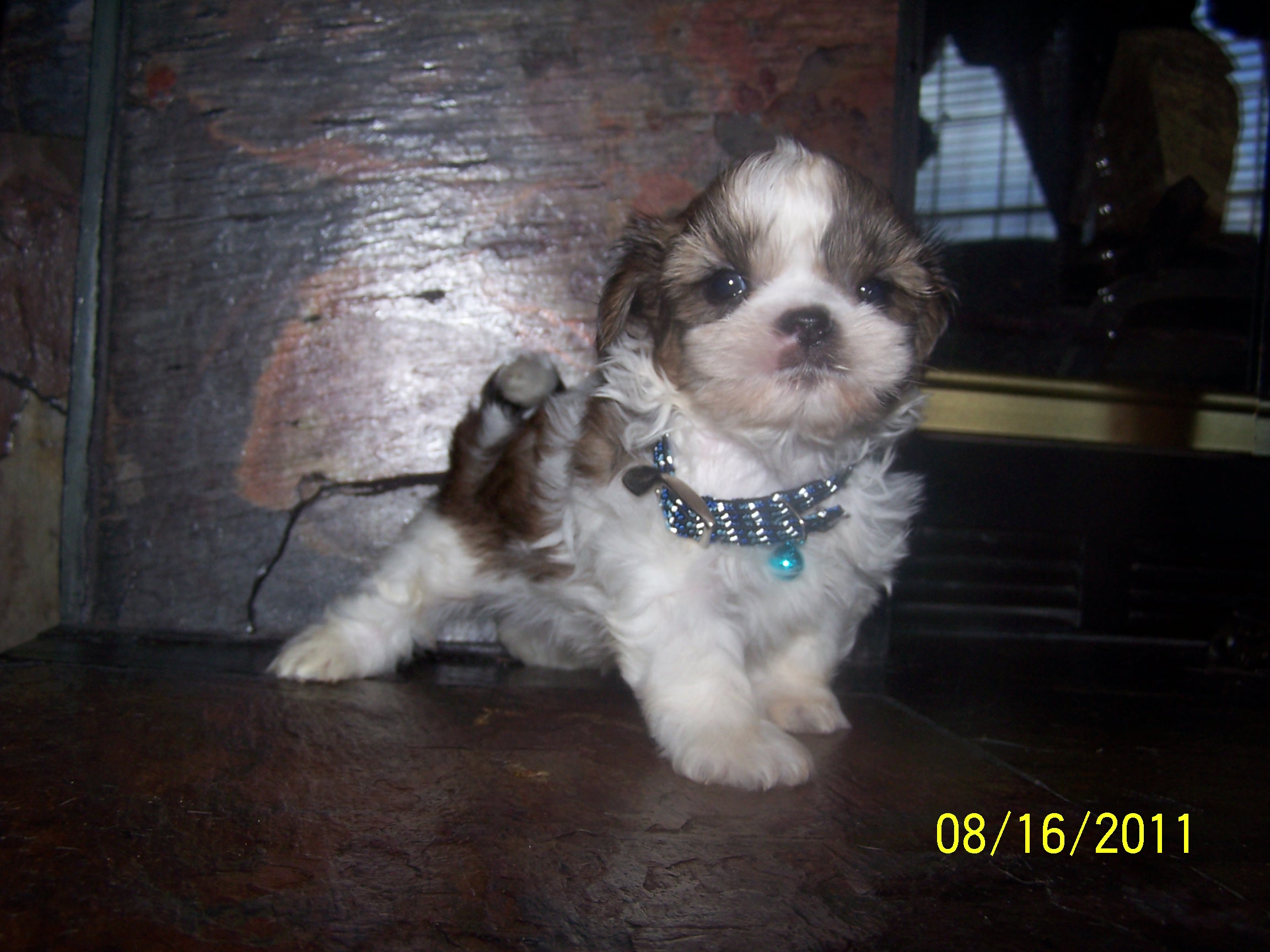 shih tzu pictures 234