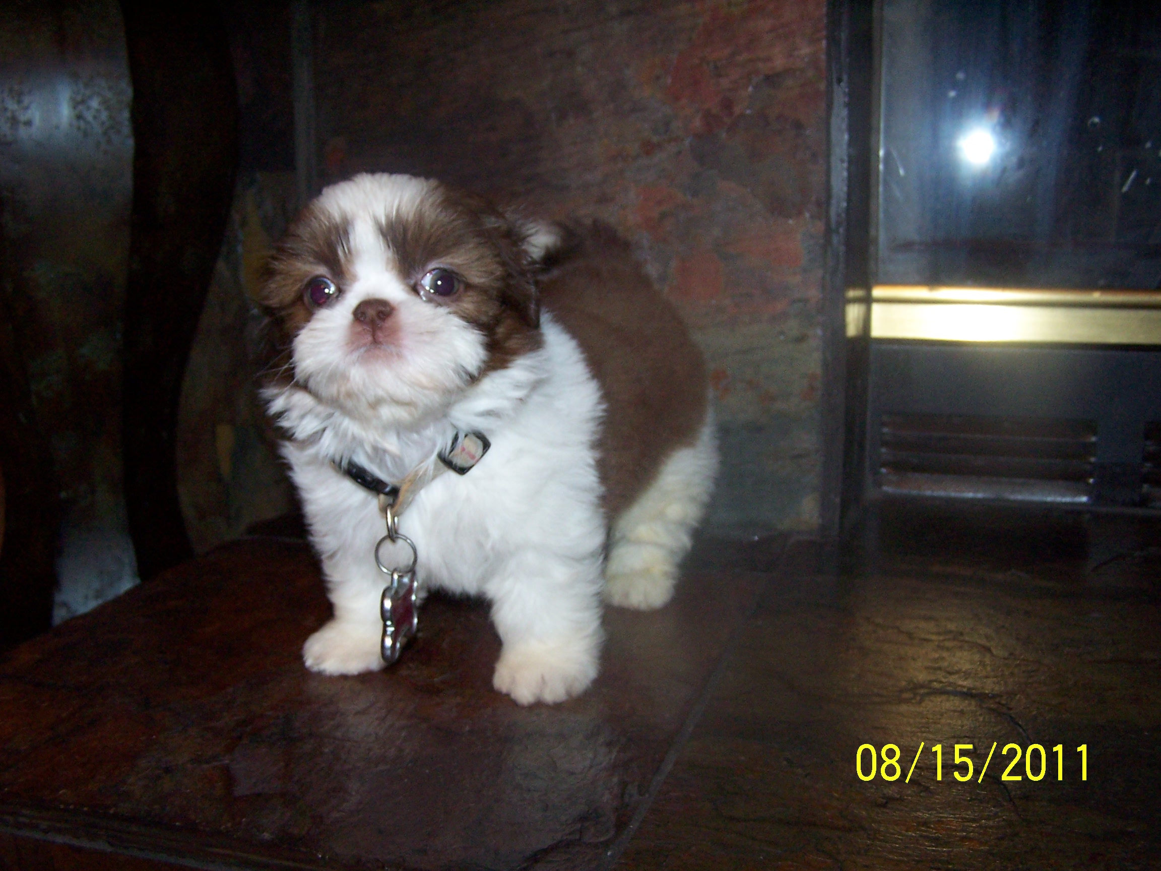 shih tzu pictures 210