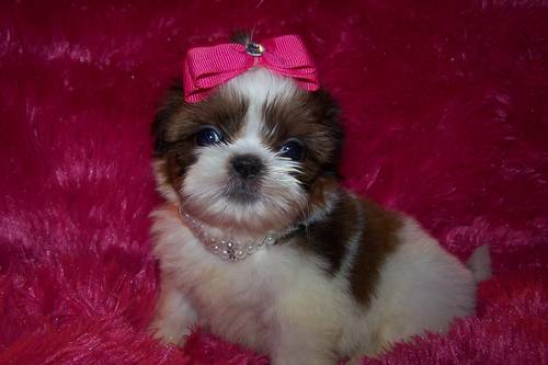 sierras7weekoldfemale2