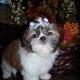 shih tzu pictures 1157