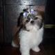 shih tzu pictures 1154