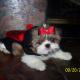 shih tzu pictures 1095