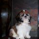 shih tzu pictures 870