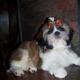 shih tzu pictures 853