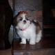 shih tzu pictures 783