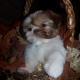 shih tzu pictures 457