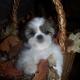shih tzu pictures 449