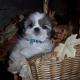 shih tzu pictures 414