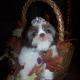shih tzu pictures 325