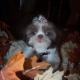 shih tzu pictures 287