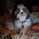 shih tzu pictures 286