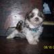 shih tzu pictures 234