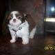 shih tzu pictures 210