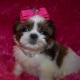 sierras7weekoldfemale2
